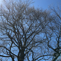 Kyo-on Dokuro Osho, Dharma Talk April 5, 2017