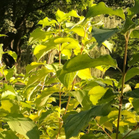 Dharma Talk September 20, 2017 (Kyo-On Dokuro)