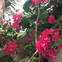 Dharma Talk, Kyo-on Dokuro Osho, July 20, 2016