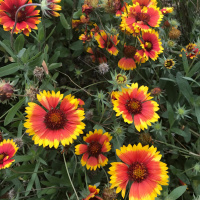 Dharma Talk, November 1, 2017 (Kyo-OnDokuro)