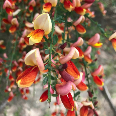 Zen Talks: Kyo-on Dokuro