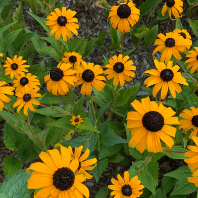 Zen Talks: Kyo-on Dokuro