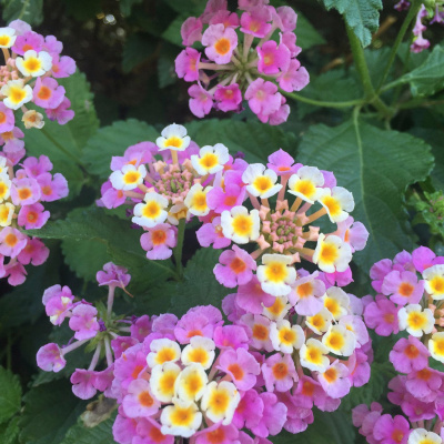 Zen Talks: Kyo-on Dokuro