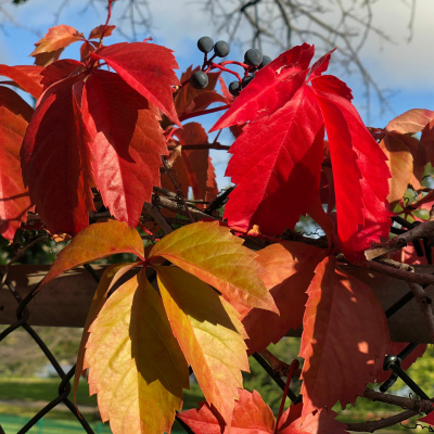 Zen Talks: Kyo-on Dokuro