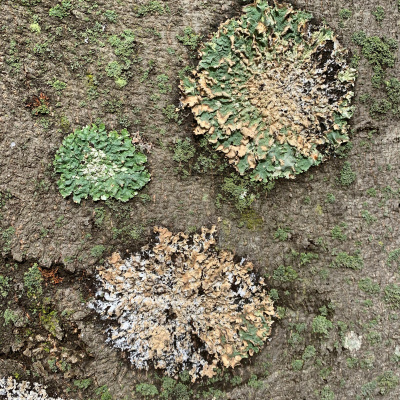 Zen Talks: Kyo-on Dokuro