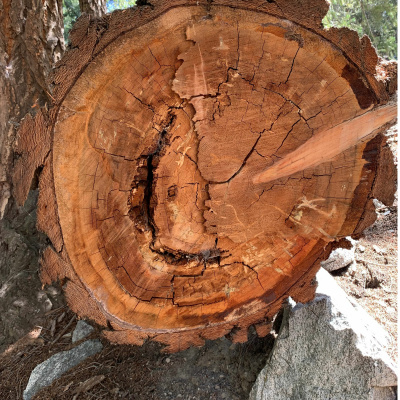 Zen Talks: Kyo-on Dokuro