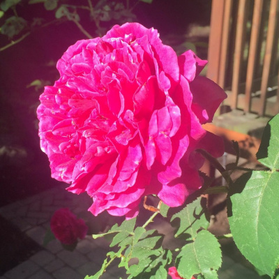 Zen Talks: Kyo-on Dokuro