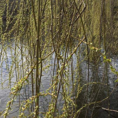 Zen Talks: Kyo-on Dokuro