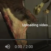 875 RED MEAT FINGERED SIMPLETONS (q⁰0)101⁰).b.)