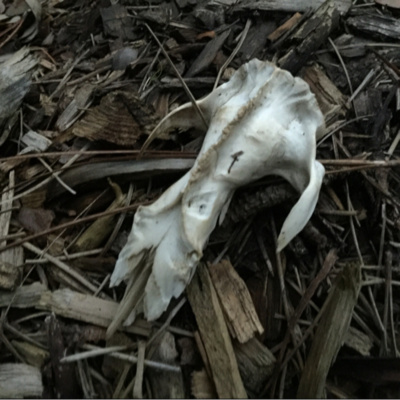 Houston Life Platform