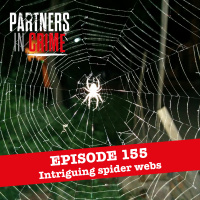 Intriguing spider webs