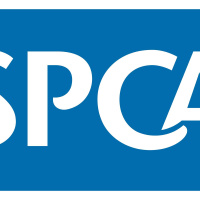 Living Gratitude with Francis