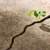 Seedy Relief Living the Kingdom of God