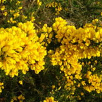 Are we a Gorse Bush