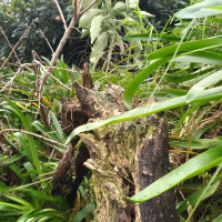 Rooted and established - Lessons from my garden