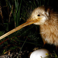 The Animals – our brothers and sisters