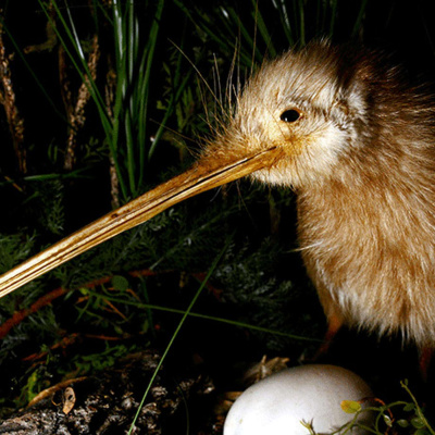 John Hebentons Podcast