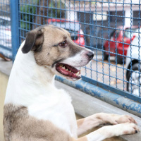 Nova lei obriga agressores de animais a pagar despesas de atendimento veterinário