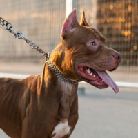 Governo de SC restringe circulação de pitbulls e impõe castração de animais da raça