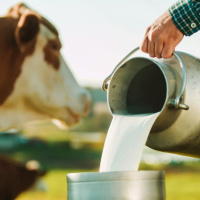 Crise no setor leiteiro mobiliza entidades e será debatida em audiência pública na Alesc