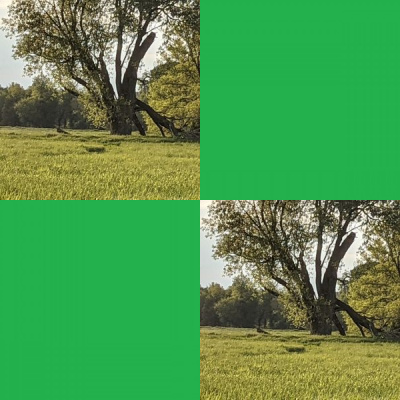 Spontaneous Vegetation