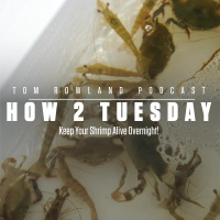 Keep Your Shrimp Alive Overnight!