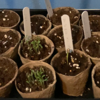 WHEN THE STRESS OF KOVID GOT TO J.R. BJORNSON