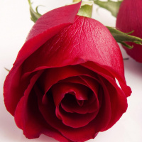 Especial San Valentín