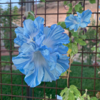 15min Meditation - Body Scan on Self Compassion