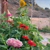 15min Liquid Sunshine Meditation