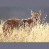 25. Predator Control: Here We Go Again!