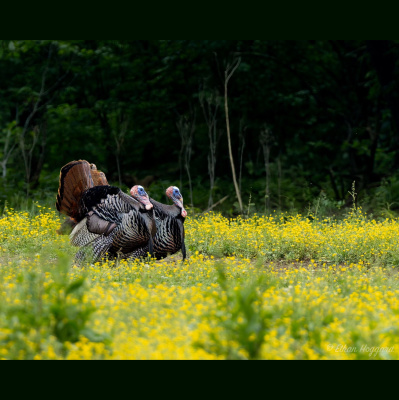 Drop-tine Podcast -the Official Deer Management, Food Plot  Habitat Podcast