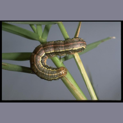 Drop-tine Podcast -the Official Deer Management, Food Plot  Habitat Podcast