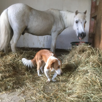 Pädagogenpony Caruso erzählt spannende Geschichten aus der Akademie für Kinder und Ponys