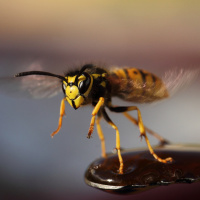 #207. Mep niet zomaar een wesp dood, ze redden de planeet