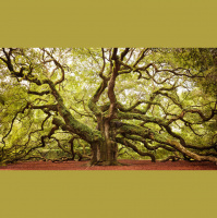 The Wisdom of Trees - Audio