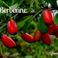 #214 The benefits of Berberine