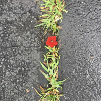 Resilience, Overcoming and Fortitude with Heidi Keller, Ph.D.