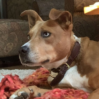 The Love and Psychology of Dogs