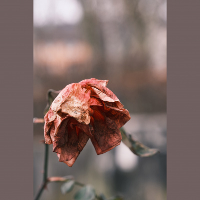 Messages De Leglise Evangelique De Bouxwiller