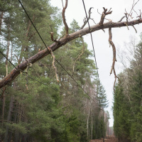 Farmers want to form tree-cutting groups to stop storm damage