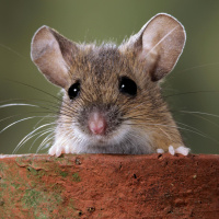 Green Scene: Mouse-to-mouse resuscitation