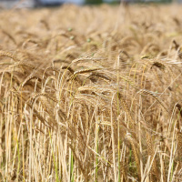 Massive drop in farm incomes last year