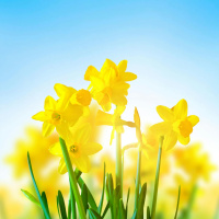 Irish Cancer Society’s Daffodil Day Friday 28th March