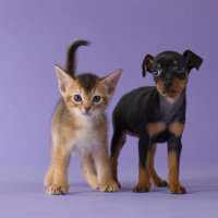 Saturday 1 March: Foster Day with the DSPCA