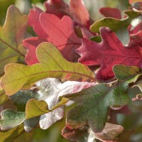 Gardening tips and advice