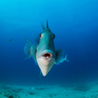 Green Scene: How impressive the memories of fish are!