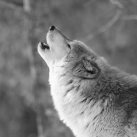 Would reintroducing wolves be positive for the ecosystem