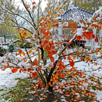 Winter gardening with Diarmuid Gavin