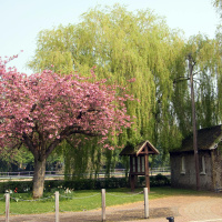 Garden Stories: The Sakura Season and the Ephemeral Beauty of the Flowering Cherry Tree